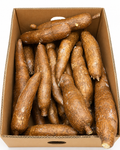 Fresh Cassava Tubers