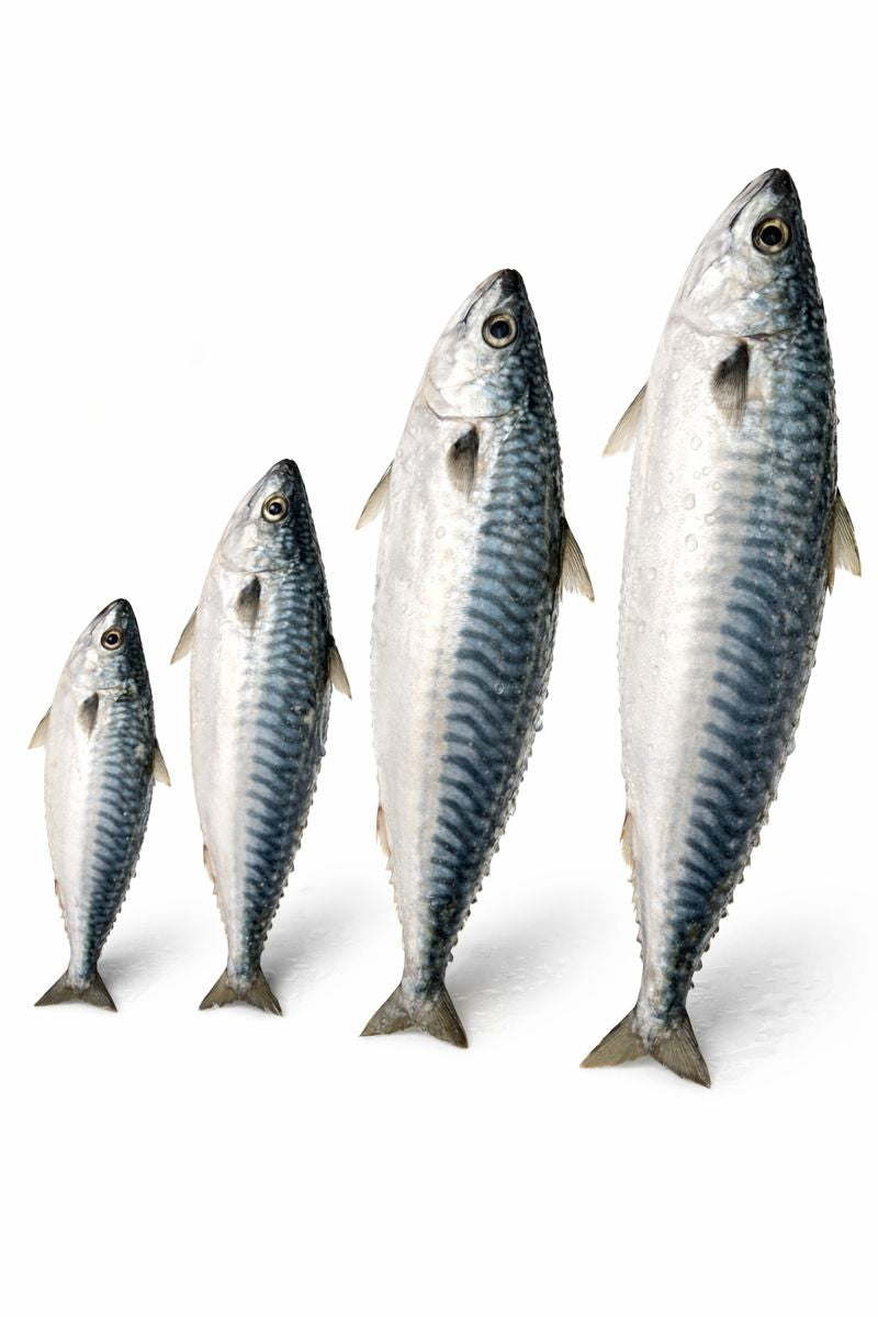 Titus Fish (Spanish Mackerel)