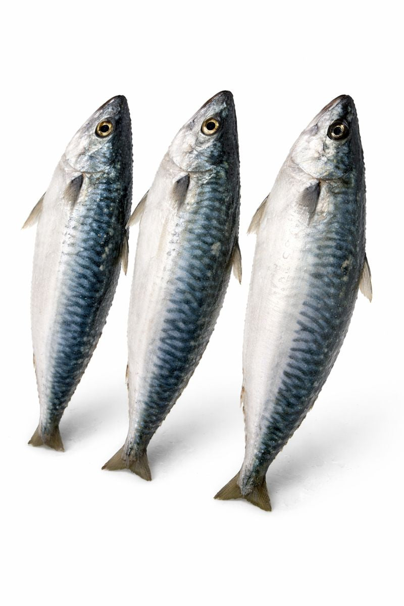 Titus Fish (Spanish Mackerel)