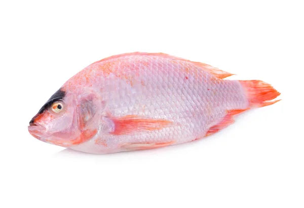 Red Tilapia – Frozen Whole